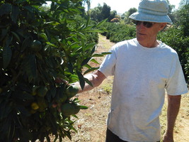 Checking in on our locally grown oranges!