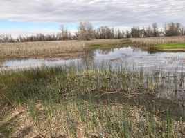 Field Trip to Sacramento Wildlife Refuge