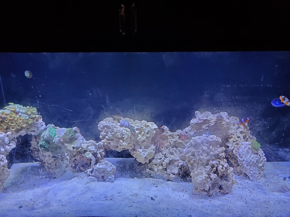 Coral Reef in Aquarium