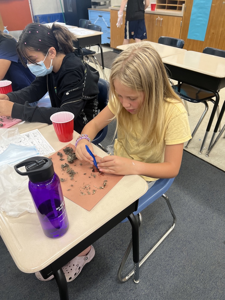 student dissecting owl pellet