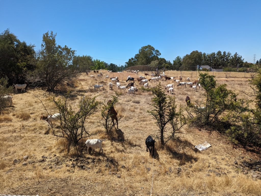 Goats grazing at Ishi Hills